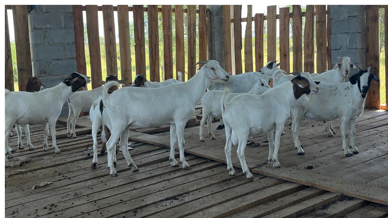 Farm 2